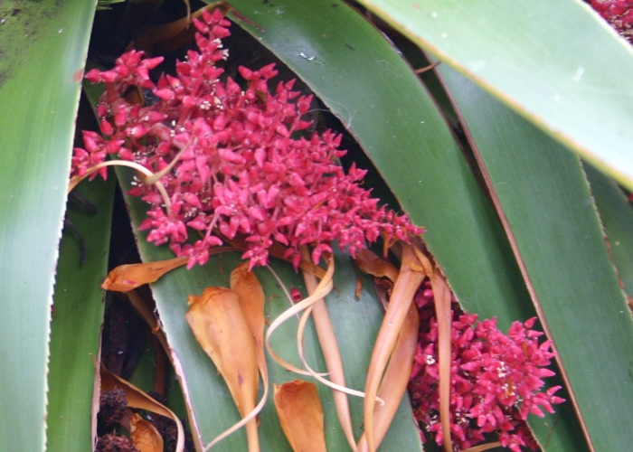 Tasmanian Alpine Plants Ericaceae
